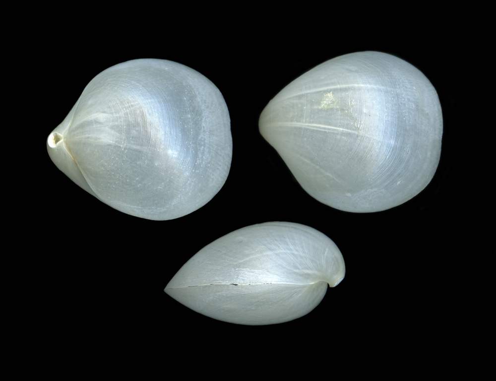 Gryphus vitreus (Born, 1778)